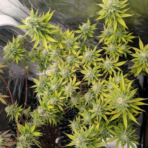 Pineapple Chunk growlog timeline photo