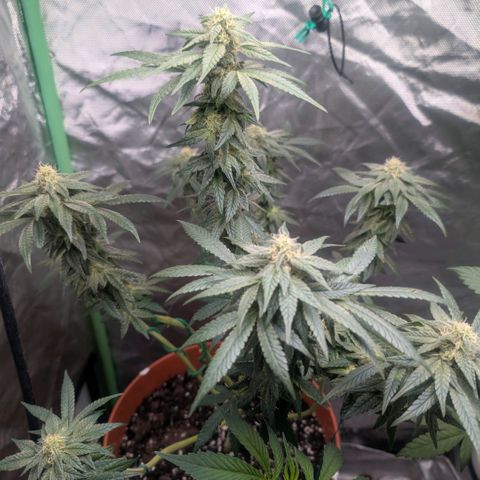 Pineapple Chunk growlog timeline photo