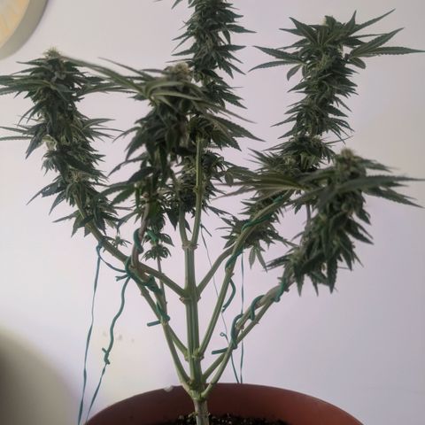 Og kush  growlog timeline photo