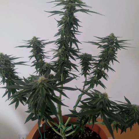 Og kush  growlog timeline photo