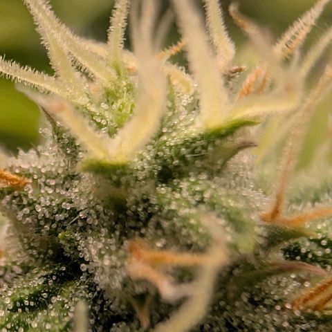 Pineapple Chunk growlog timeline photo