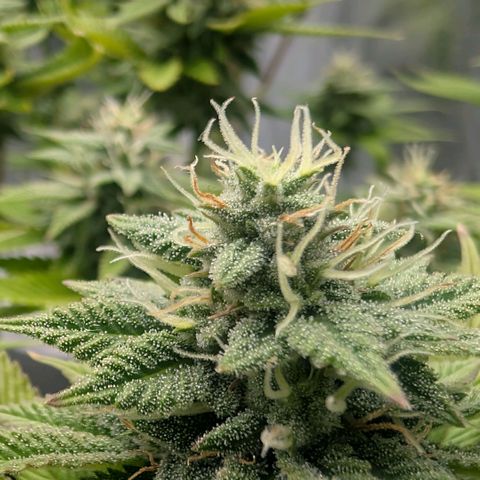 Pineapple Chunk growlog timeline photo