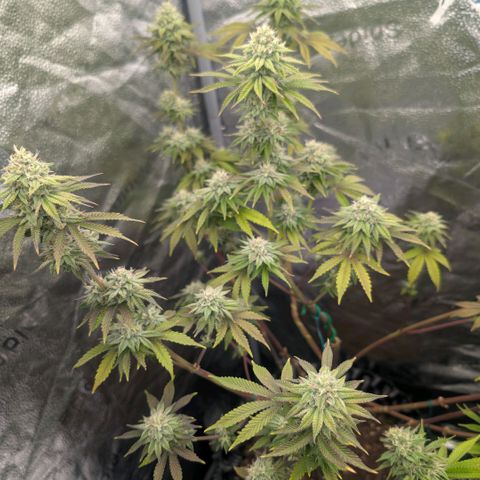 Pineapple Chunk growlog timeline photo