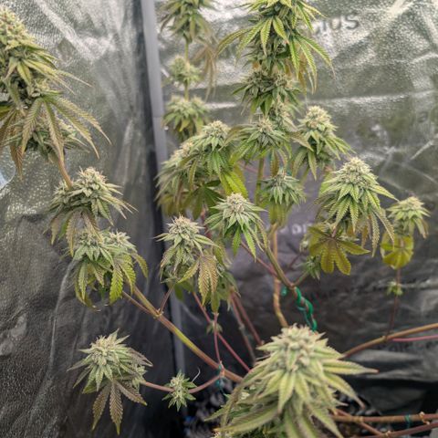 Pineapple Chunk growlog timeline photo