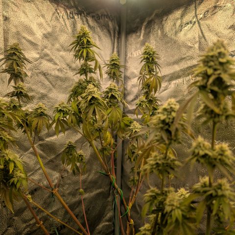 Pineapple Chunk growlog timeline photo