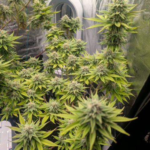 Pineapple Chunk growlog timeline photo
