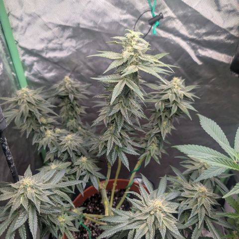 Pineapple Chunk growlog timeline photo