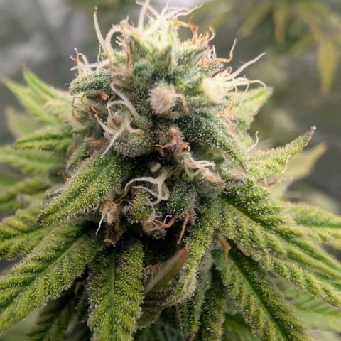 Pineapple Chunk growlog timeline photo
