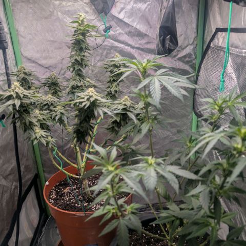 Pineapple Chunk growlog timeline photo