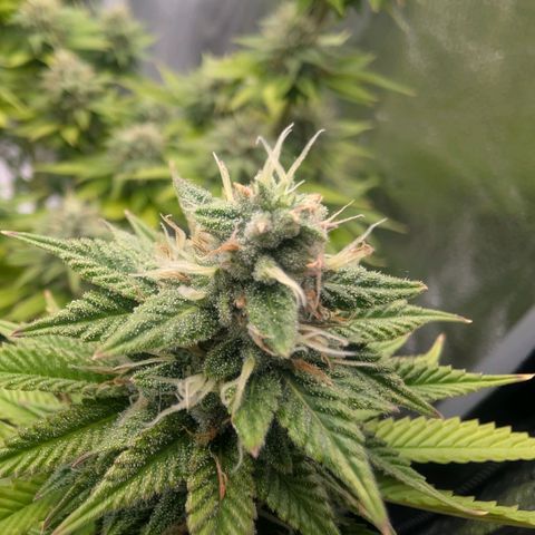 Pineapple Chunk growlog timeline photo