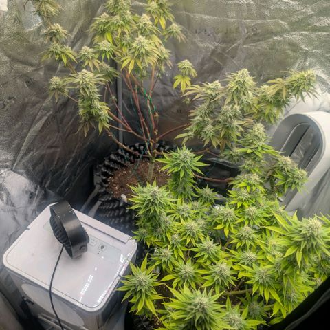 Pineapple Chunk growlog timeline photo