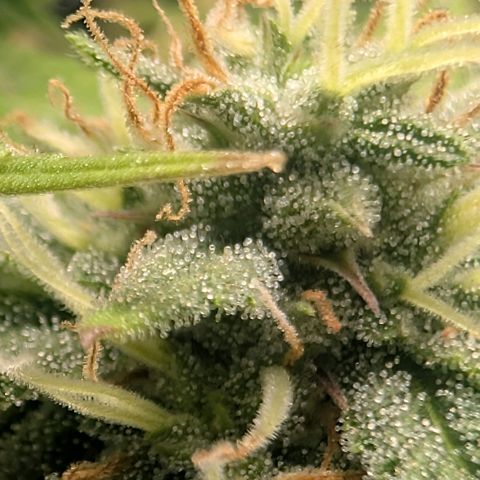 Pineapple Chunk growlog timeline photo