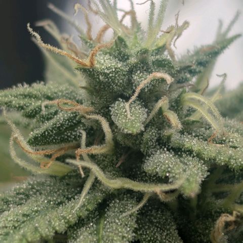 Pineapple Chunk growlog timeline photo