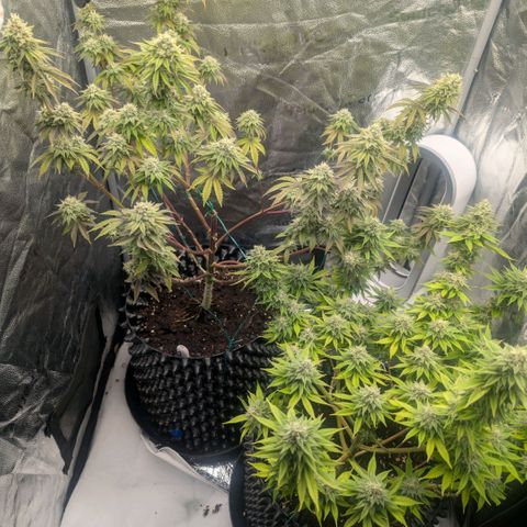 Pineapple Chunk growlog timeline photo