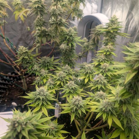 Pineapple Chunk growlog timeline photo