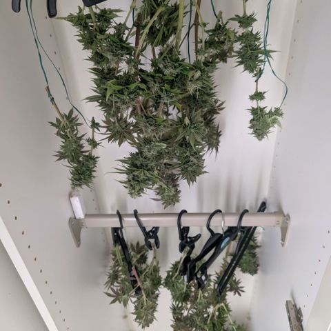 Pineapple Chunk growlog timeline photo