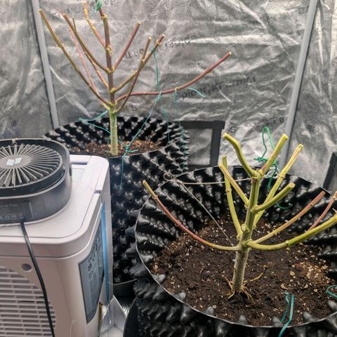 Pineapple Chunk growlog timeline photo