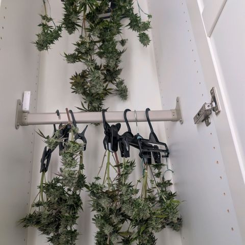 Pineapple Chunk growlog timeline photo