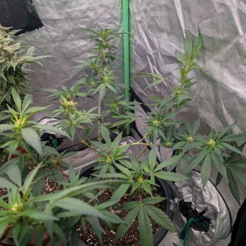 Skittle Mittens growlog timeline photo