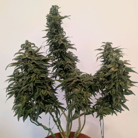 Og kush  growlog timeline photo