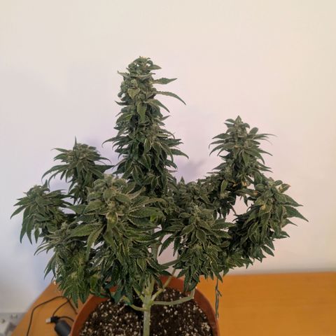 Og kush  growlog timeline photo
