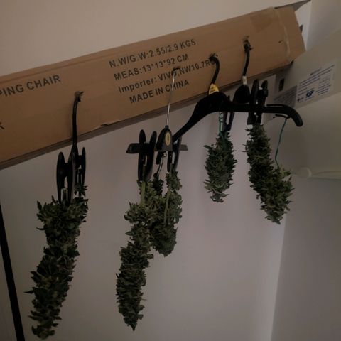 Og kush  growlog timeline photo