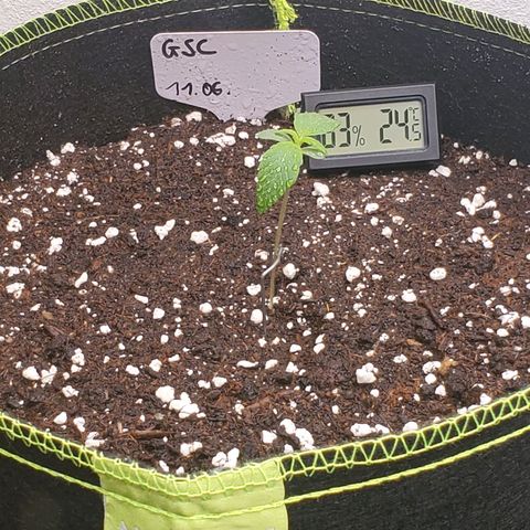 Gelato 41 Autoflower #1 growlog timeline photo