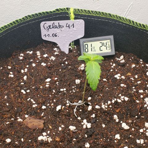 Gelato 41 Autoflower #1 growlog timeline photo