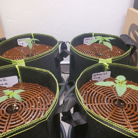 Gelato 41 Autoflower #2 growlog timeline photo