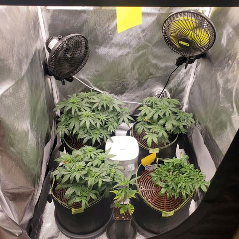 Gelato 41 Autoflower #2 growlog timeline photo