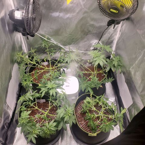 Gelato 41 Autoflower #2 growlog timeline photo