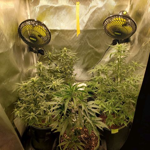 Gelato 41 Autoflower #2 growlog photo: Ende Woche 6