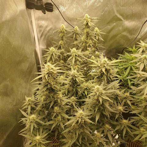Gelato 41 Autoflower #2 growlog timeline photo