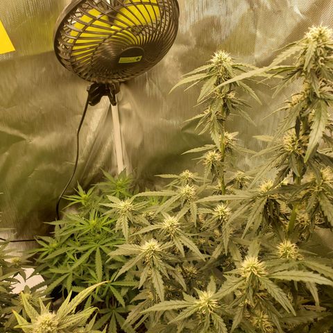Gelato 41 Autoflower #2 growlog timeline photo