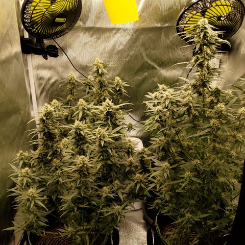 Gelato 41 Autoflower #1 growlog timeline photo