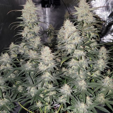 Gelato 41 Autoflower #2 growlog timeline photo