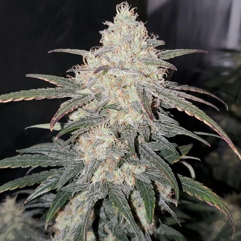 Gelato 41 Autoflower #2 growlog timeline photo