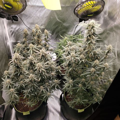 Gelato 41 Autoflower #2 growlog photo: Woche 9