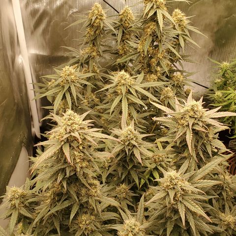 Gelato 41 Autoflower #2 growlog photo: Ende 9. Woche

2x Girl Scout Cookies 
by seedstockers