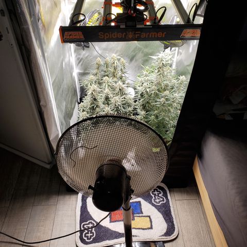 Gelato 41 Autoflower #2 growlog timeline photo