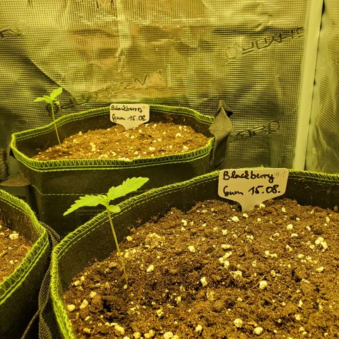 Blackberry Gum Autoflower #1 growlog timeline photo