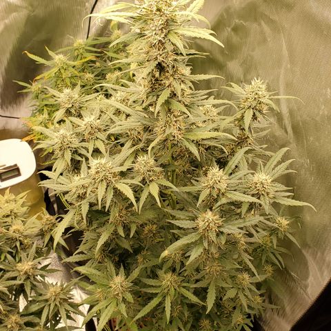 Gelato 41 Autoflower #2 growlog timeline photo