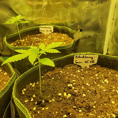 Blackberry Gum Autoflower #1 growlog timeline photo