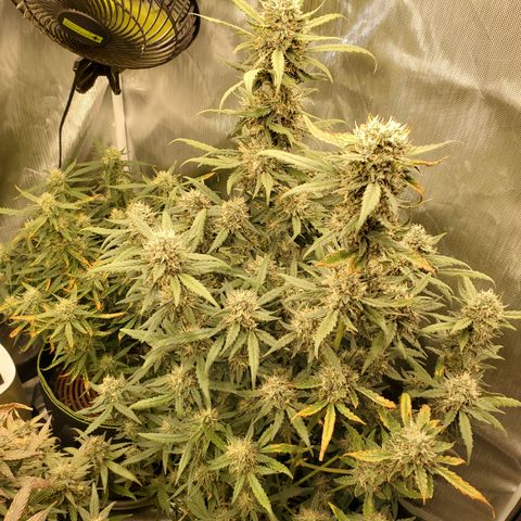 Gelato 41 Autoflower #2 growlog timeline photo