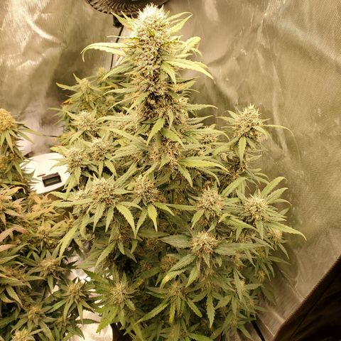 Gelato 41 Autoflower #2 growlog timeline photo