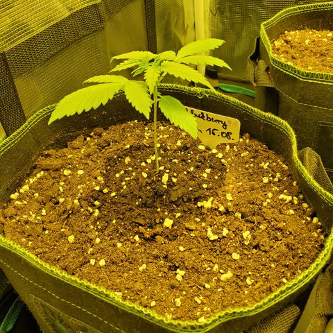 Blackberry Gum Autoflower #1 growlog timeline photo