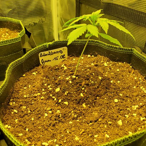 Blackberry Gum Autoflower #2 growlog timeline photo