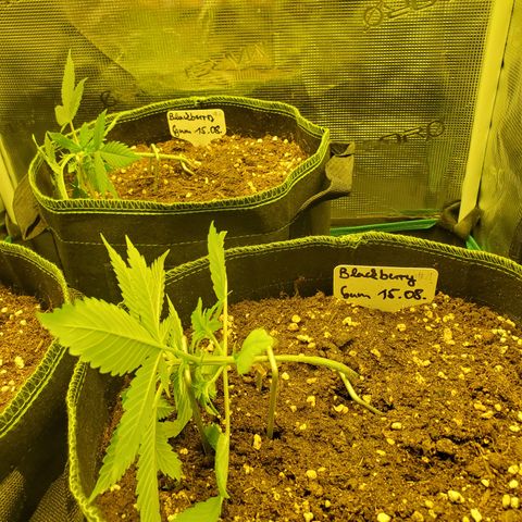 Blackberry Gum Autoflower #1 growlog timeline photo