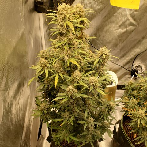 Gelato 41 Autoflower #1 growlog timeline photo