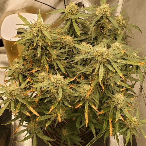 Gelato 41 Autoflower #2 growlog timeline photo